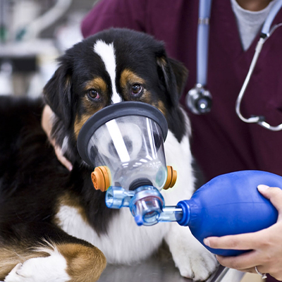 Veterinary Ventilati