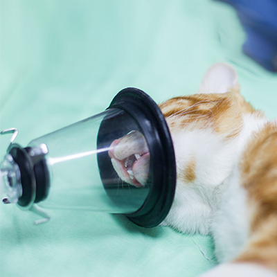 Veterinary Anesthesi