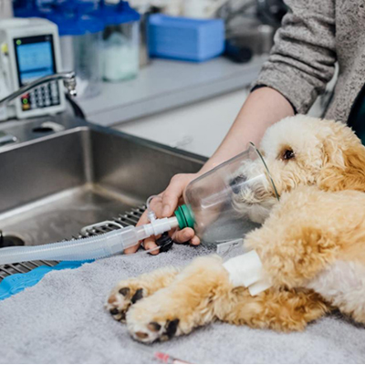 Veterinary Anesthesi